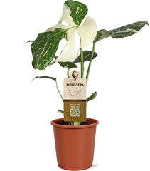 Monstera Deliciosa Variegata 13Ø 50cm