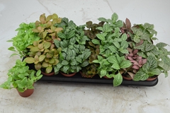 Fittonia Mix 7 Colours 8Ø 12cm