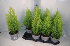 Cupressus Goldcrest Wilma 14Ø 49cm