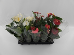 Anthurium Mix 12Ø 45cm