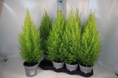 Cupressus Goldcrest Wilma 14Ø 67cm