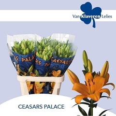 Lily La Caesars Palace 90cm 4+