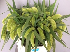 Setaria Italica Volle Melk 75cm