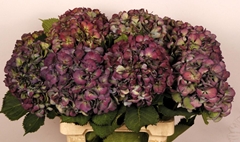 Hydrangea Elbtal Classic 65cm 16-18cm Hd