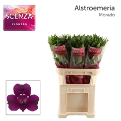 Alstroemeria Morado 75cm 50gr.