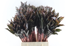 Cordyline Purple Compacta 62cm
