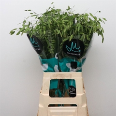 Chasmanthium Latifolium Mantis 80cm