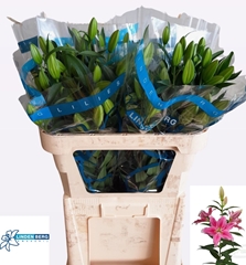 Lily Oriental Sorbonne 75cm 3+