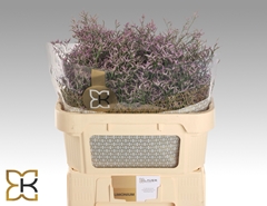 Limonium Safora Lilac 70cm 30gr.