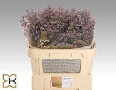 Limonium Safora Pink Sky 70cm 30gr.