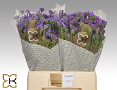 Limonium Sinuatum Levis Wings 60cm 20gr.