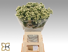 Limonium Sinuatum Starlight Wings 75cm 40gr.