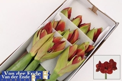 Hippeastrum Ferrari 80cm