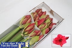 Hippeastrum Isabella 80cm