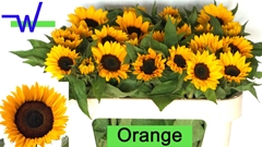 Helianthus Sunrich Orange 70cm