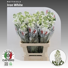 Matthiola Iron White 70cm