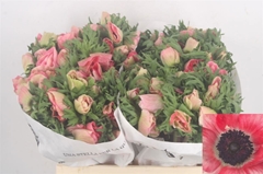 Anemone Coronaria Mistral Plus Shocking Pink 40cm