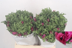 Anemone Coronaria Mistral Plus Fucsia 40cm