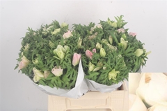 Anemone Coronaria Mistral Plus Light Pink 40cm