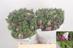 Anemone Coronaria Mistral Plus Rarity 40cm