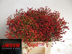 Rosa Plenty 40cm