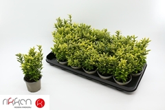 Euonymus Microphyllus Aureovariegatus 9Ø 12cm