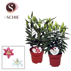 Lily Oriental Mix 17Ø 50cm