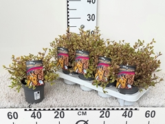 Lophomyrtus Black Pearl 11Ø 23cm