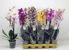 Phalaenopsis Mix 12Ø 60cm 3st
