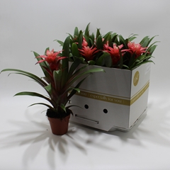 Guzmania Libby 10Ø 30cm