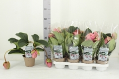 Medinilla Candy 14Ø 30cm 3bl