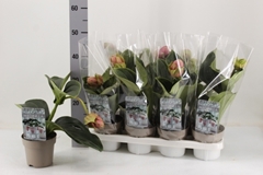 Medinilla Candy 14Ø 30cm 1bl