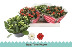 Kalanchoe Double Mix 23Ø 27cm