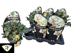 Helleborus Viv Valeria 17Ø 40cm