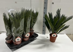 Cycas Revoluta 12Ø 40cm