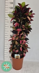 Codiaeum Small Leaf Mrs Iceton 27Ø 130cm
