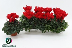 Cyclamen Super Serie Allure 10Ø 20cm
