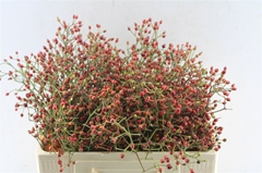 Rosa Autumn Splash 50cm