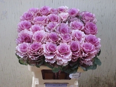 Brassica Crane Ruby 60cm