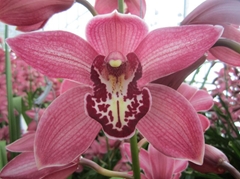Cymbidium Pin-Up 80cm
