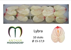 Anthurium Lybra 15cm Hd