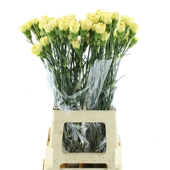 Dianthus Single Golden Gate 65cm