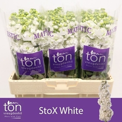 Matthiola Phantom White 59cm