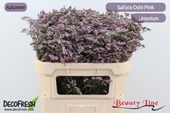 Limonium Safora Oshi Pink 70cm 40gr.