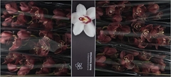 Cymbidium Lucifer 80cm