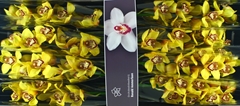 Cymbidium La Vie Stella 80cm