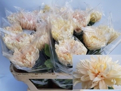 Chrysanth Single Avignon 80cm 125gr.