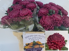 Chrysanth Single Bigoudi Purple 80cm 110gr.