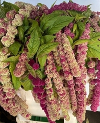 Amaranthus Caudatus Mira 75cm