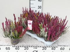 Calluna Garden Girls Smixies Mix In Pot 11Ø 25cm